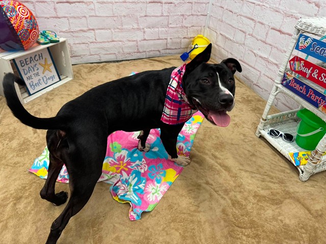 Shelter Stray Female Dog last seen Near BLOCK GLYNN CT, DETROIT, MI 48206, 7401 Chrysler Dr, Detroit, MI 48211, USA