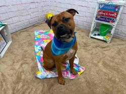 Shelter Stray Male Dog last seen Near BLOCK GLYNN CT, DETROIT, MI 48206, 7401 Chrysler Dr, Detroit, MI 48211, USA