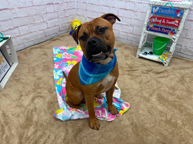 Shelter Stray Male Dog last seen Near BLOCK GLYNN CT, DETROIT, MI 48206, 7401 Chrysler Dr, Detroit, MI 48211, USA