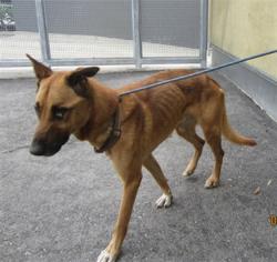 Shelter Stray Male Dog last seen , 3201 Lacy St, Los Angeles, CA 90031, USA