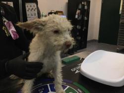 Shelter Stray Female Dog last seen Near BLOCK AVENUE 66, MECCA CA 92254, 72050 Pet Land Pl, Thousand Palms, CA 92276, USA