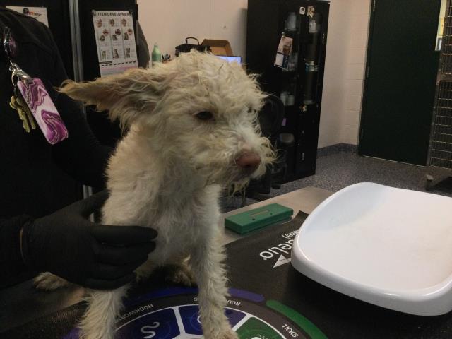 Shelter Stray Female Dog last seen Near BLOCK AVENUE 66, MECCA CA 92254, 72050 Pet Land Pl, Thousand Palms, CA 92276, USA
