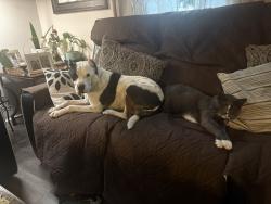 Lost Male Dog last seen Kelly Ave, Crest Hill, Crest Hill, IL 60435