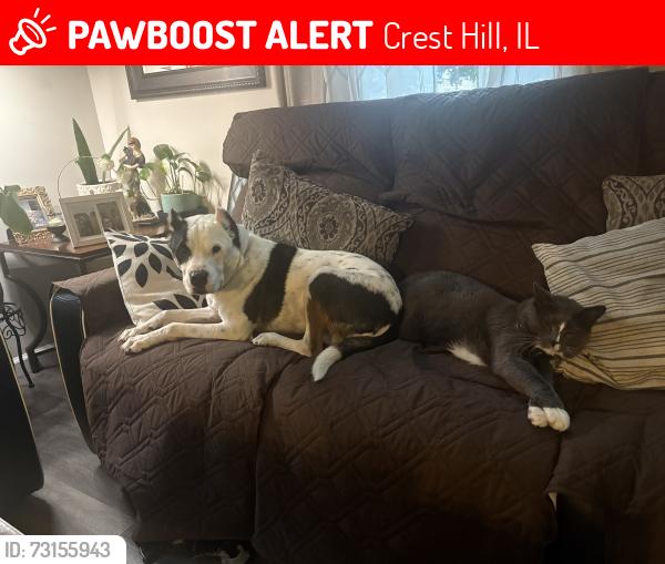 Lost Male Dog last seen Kelly Ave, Crest Hill, Crest Hill, IL 60435
