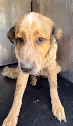 Shelter Stray Female Dog last seen Near BLOCK S ACME RD, 4710 TX-151, San Antonio, TX 78227, USA