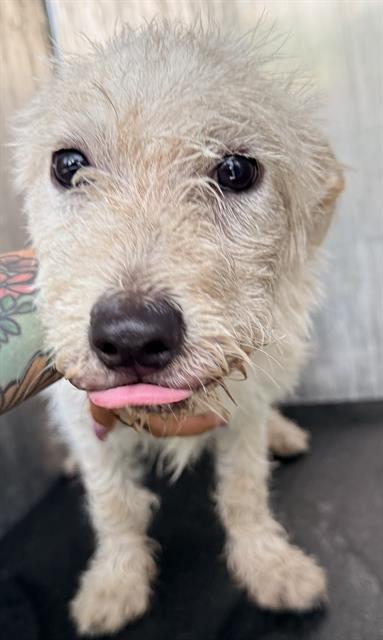 Shelter Stray Male Dog last seen BABCOCK RD & SUNSHINE RANCH, 4710 TX-151, San Antonio, TX 78227, USA