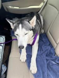Shelter Stray Female Dog last seen AMBER BREEZE, 4710 TX-151, San Antonio, TX 78227, USA