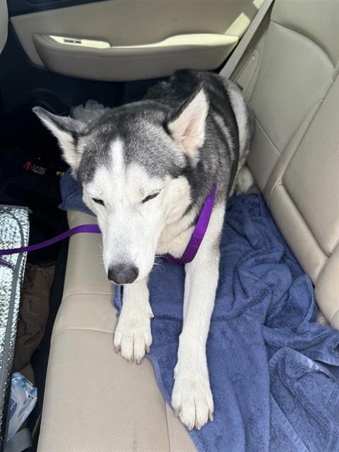 Shelter Stray Female Dog last seen AMBER BREEZE, 4710 TX-151, San Antonio, TX 78227, USA