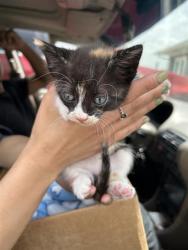 Shelter Stray Unknown Cat last seen , 4710 TX-151, San Antonio, TX 78227, USA