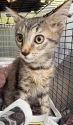 Shelter Stray Female Cat last seen Near BLOCK S BROWNLEAF DR, 4710 TX-151, San Antonio, TX 78227, USA