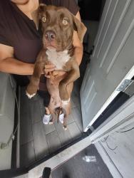 Shelter Stray Female Dog last seen EL MONTE, 4710 TX-151, San Antonio, TX 78227, USA