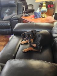 Reunited Male Dog last seen Gravel access road next to the electrical substation across from the Marathon station, Trenton, OH 45067