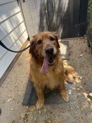 Reunited Male Dog last seen Near Ximeno Ave, Long Beach, CA 90815, USA, Long Beach, CA 90815