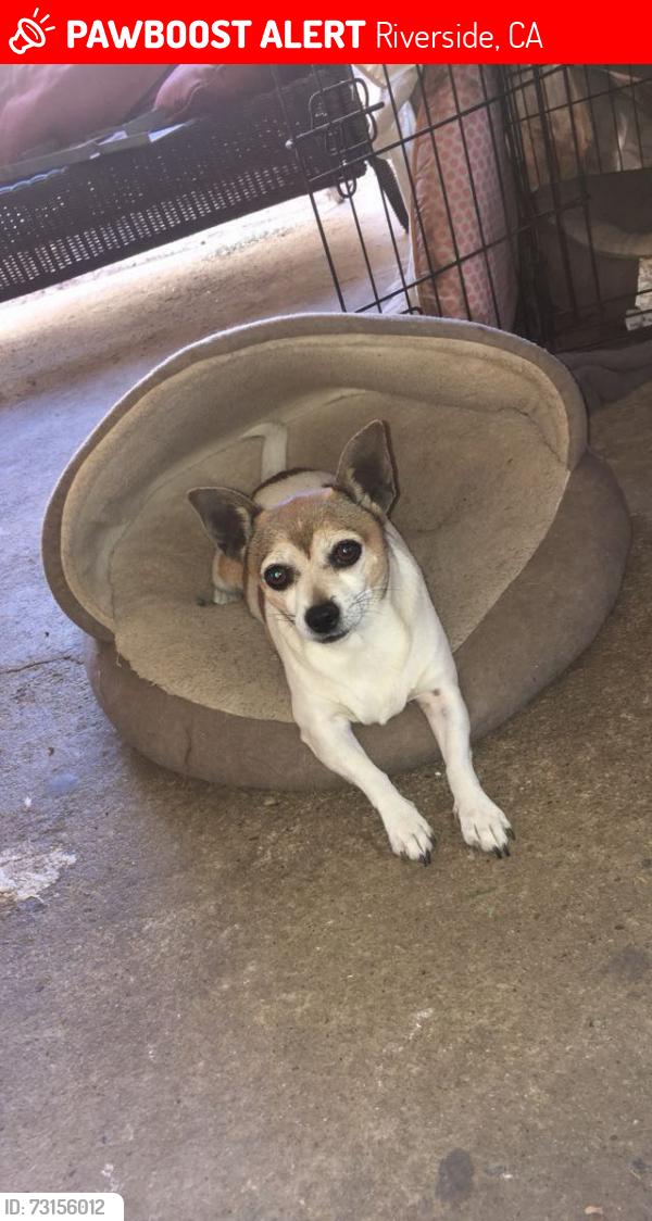Lost Female Dog last seen Robinson Ave Arlington St, Riverside, CA 92505
