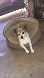 Lost Female Dog last seen Robinson Ave Arlington St, Riverside, CA 92505
