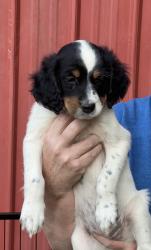 Lost Female Dog last seen Hwy 62 N, about 9 miles north of Yanceyville, Yanceyville, NC 27379