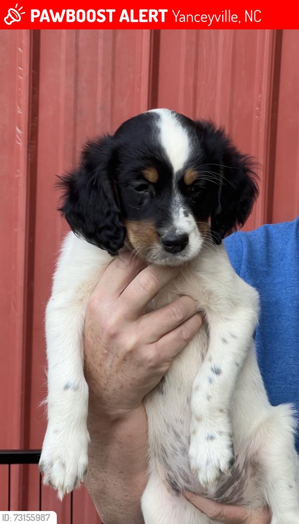 Lost Female Dog last seen Hwy 62 N, about 9 miles north of Yanceyville, Yanceyville, NC 27379