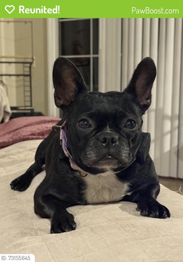 Reunited Female Dog last seen Tilling way and chase ave, El Cajon, CA 92020