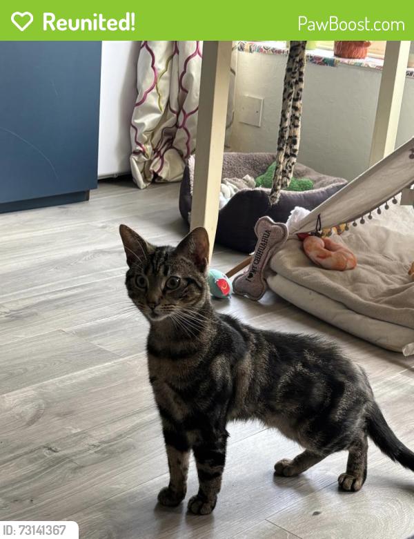 Reunited Male Cat last seen Anglesea and Palace road - near surbiton high school, Greater London, England 
