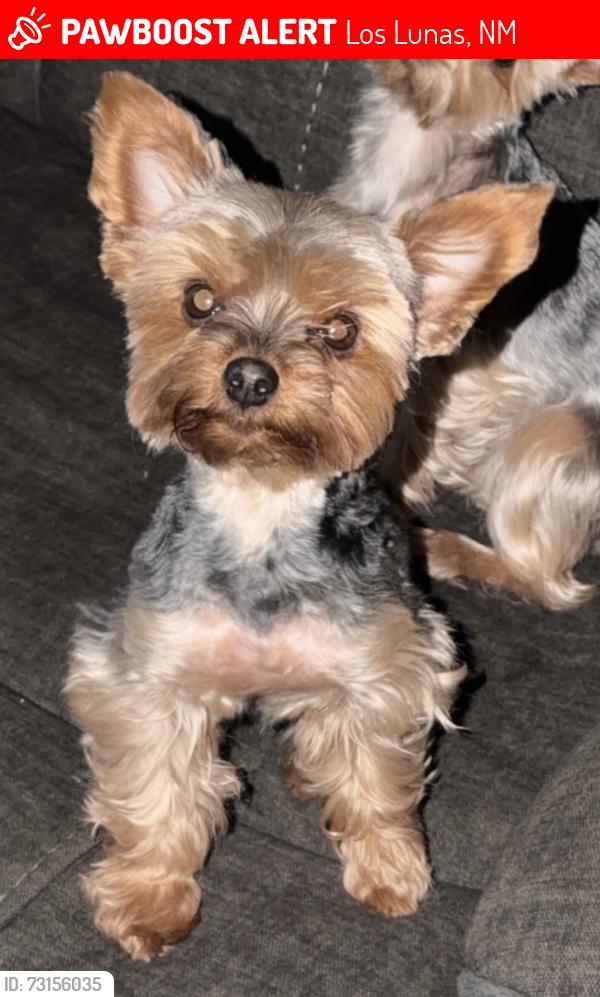Lost Female Dog last seen Miller and 314, Los Lunas, NM 87031