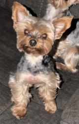 Lost Female Dog last seen Miller and 314, Los Lunas, NM 87031