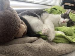 Lost Male Cat last seen Argonaut Dr & Chateau Dr, Saratoga, CA 95070