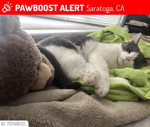 Lost Male Cat last seen Argonaut Dr & Chateau Dr, Saratoga, CA 95070