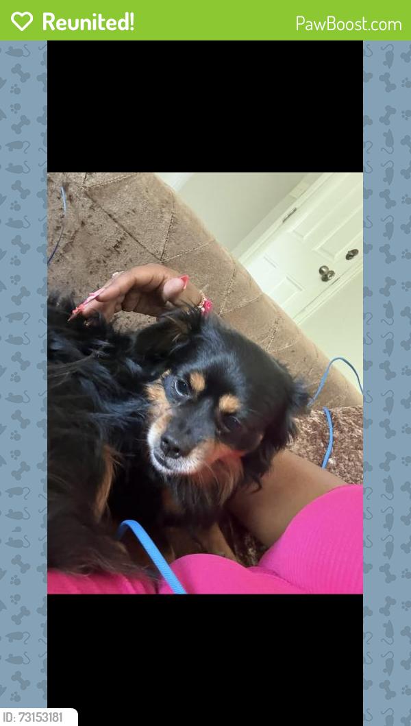 Reunited Male Dog last seen 46th Mithoeffer, Indianapolis, IN 46235