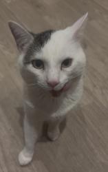 Lost Male Cat last seen Lomond close n15, Greater London, England N15 5DF