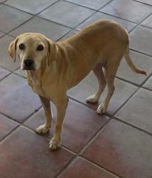 Found/Stray Female Dog last seen Sunset and Durness, West Covina, CA 91790