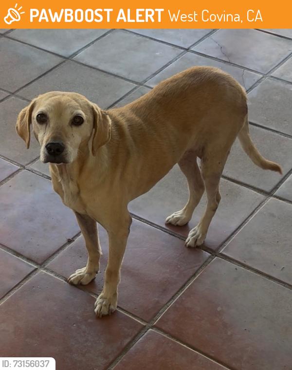 Found/Stray Female Dog last seen Sunset and Durness, West Covina, CA 91790