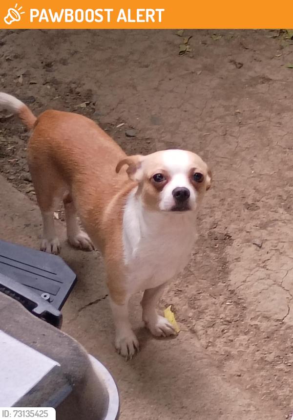 Found/Stray Male Dog last seen Jefferson, West Sacramento, CA 95605