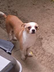 Found/Stray Male Dog last seen Jefferson, West Sacramento, CA 95605