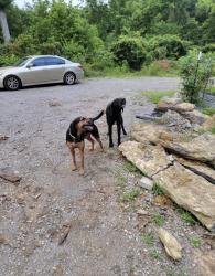 Reunited Male Dog last seen Smallman Rd, Knoxville, TN 37920, USA, Knoxville, TN 37920