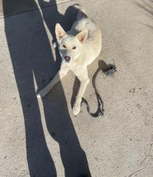 Found/Stray Female Dog last seen Near gracias road Los lunas, Los Lunas, NM 87031