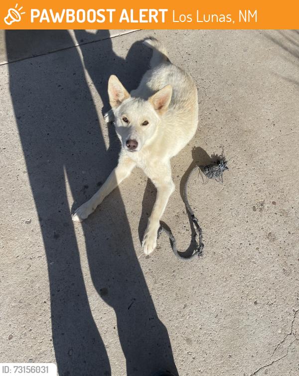 Found/Stray Female Dog last seen Near gracias road Los lunas, Los Lunas, NM 87031