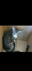Lost Male Cat last seen Road 70N Grosse Isle, Rosser, MB R0C 1G0