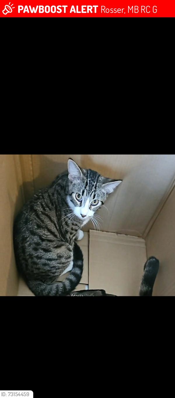 Lost Male Cat last seen Road 70N Grosse Isle, Rosser, MB R0C 1G0
