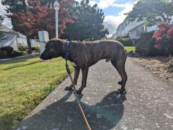 Reunited Male Dog last seen Channing heights Park, Beaverton, OR 97008