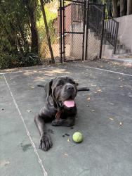 Reunited Female Dog last seen Near Holly Dr, Los Angeles, CA 90068, USA, Los Angeles, CA 90068