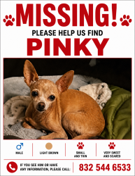 Lost Male Dog last seen Gannet Dr, Vista, CA 92083
