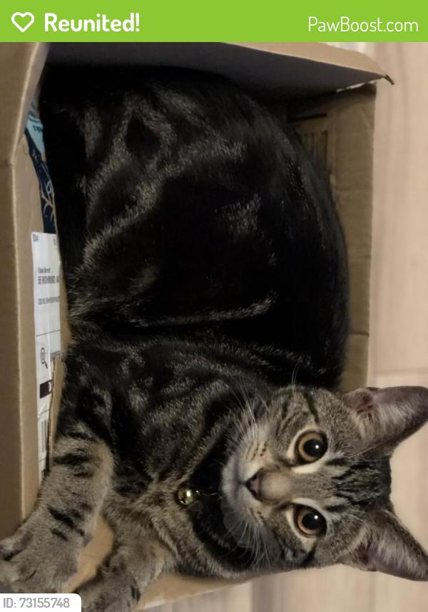 Reunited Male Cat last seen Richmond school, Shoeburyness, England SS3 9LE