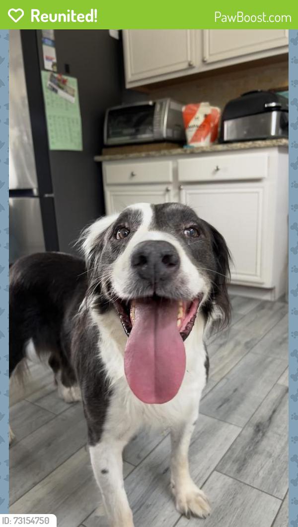 Reunited Male Dog last seen Near Maywood Dr, Rockwall, TX 75032, USA, Rockwall, TX 75032