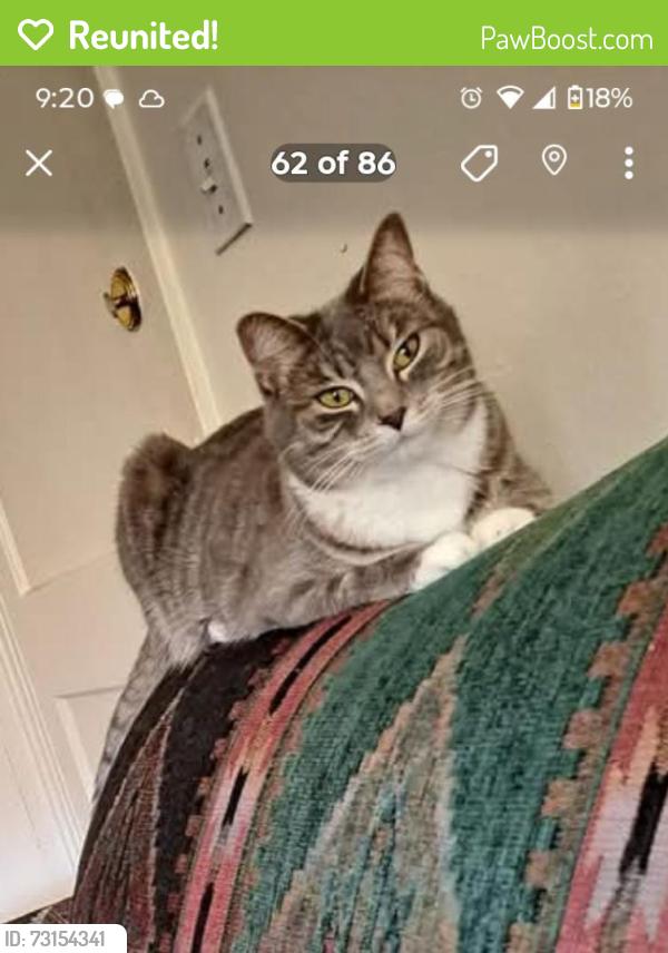 Reunited Female Cat last seen Beaver Ave and Sani Dr Des Moines,Iowa, Des Moines, IA 50311