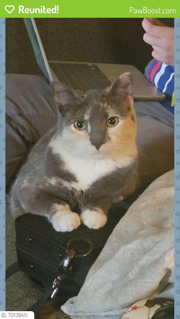 Reunited Female Cat last seen Eubank and Candelaria, Albuquerque, NM 87112