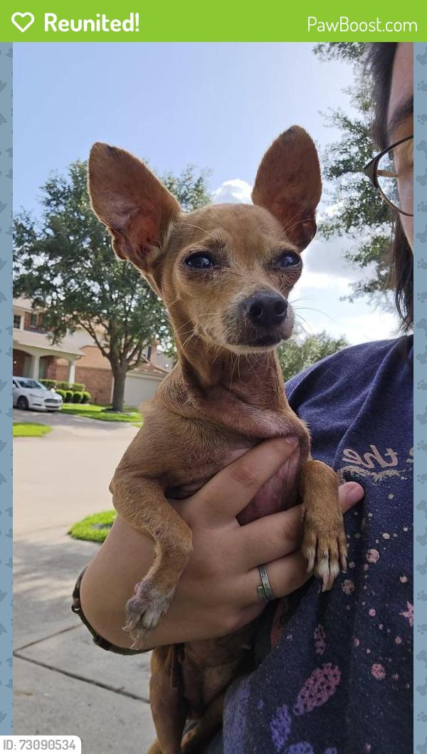 Reunited Female Dog last seen Kingsmill Neighborhood, Kingwood, TX 77339