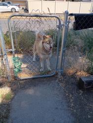 Found/Stray Unknown Dog last seen Grace, Spokane, WA 99205