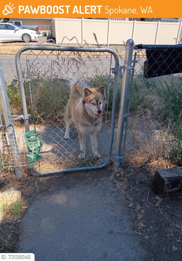 Found/Stray Unknown Dog last seen Grace, Spokane, WA 99205