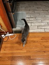 Lost Male Cat last seen Woodhaven and academy rd, Philadelphia, PA 19154