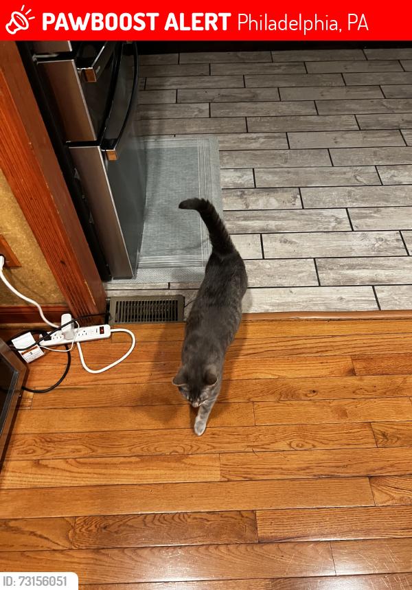 Lost Male Cat last seen Woodhaven and academy rd, Philadelphia, PA 19154